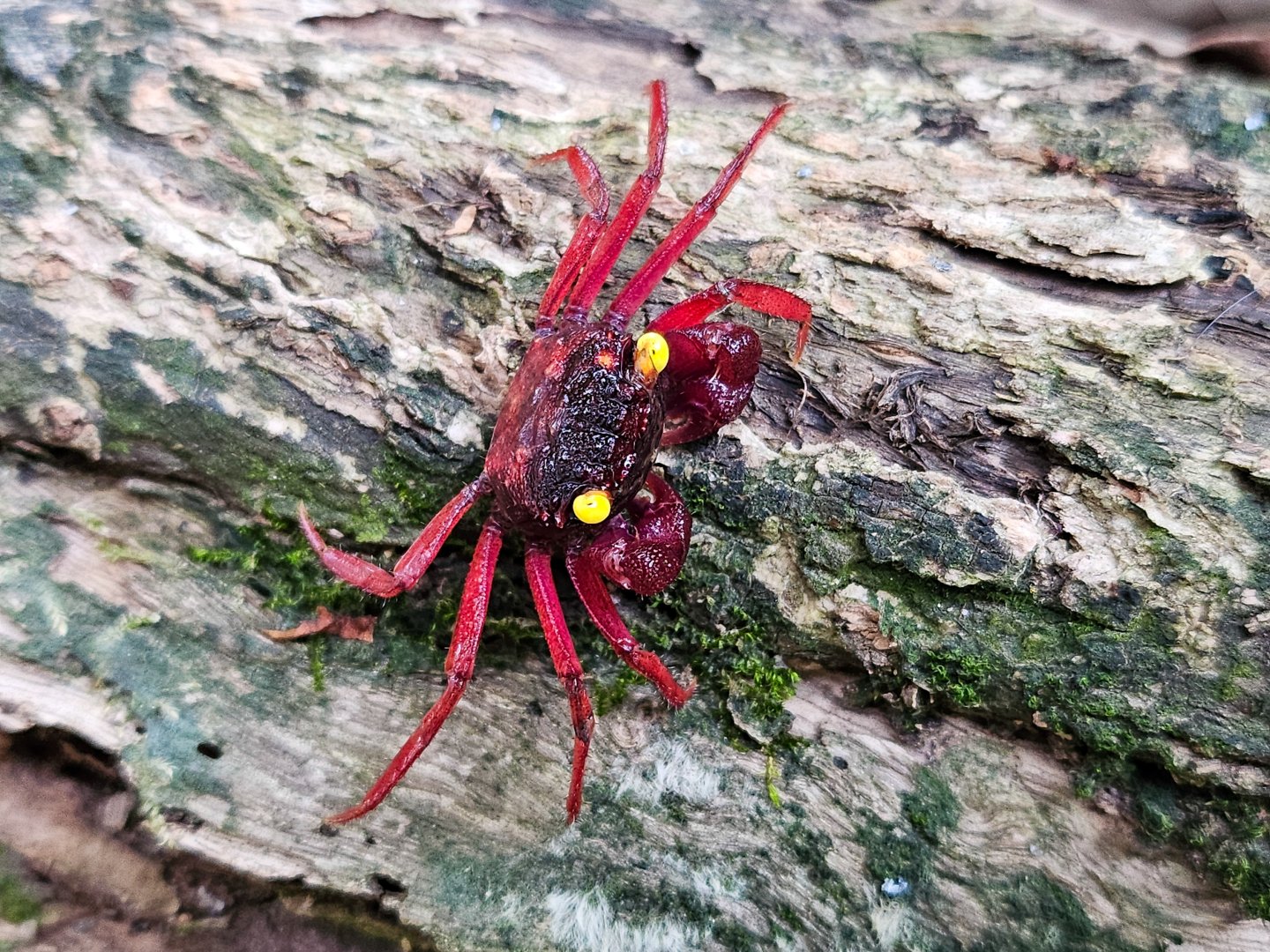 Geosesarma sp. 'Burgundy'