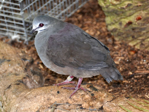 Geotrygon lawrencii / Purplish-backed quail dove at Dallas World Aquarium