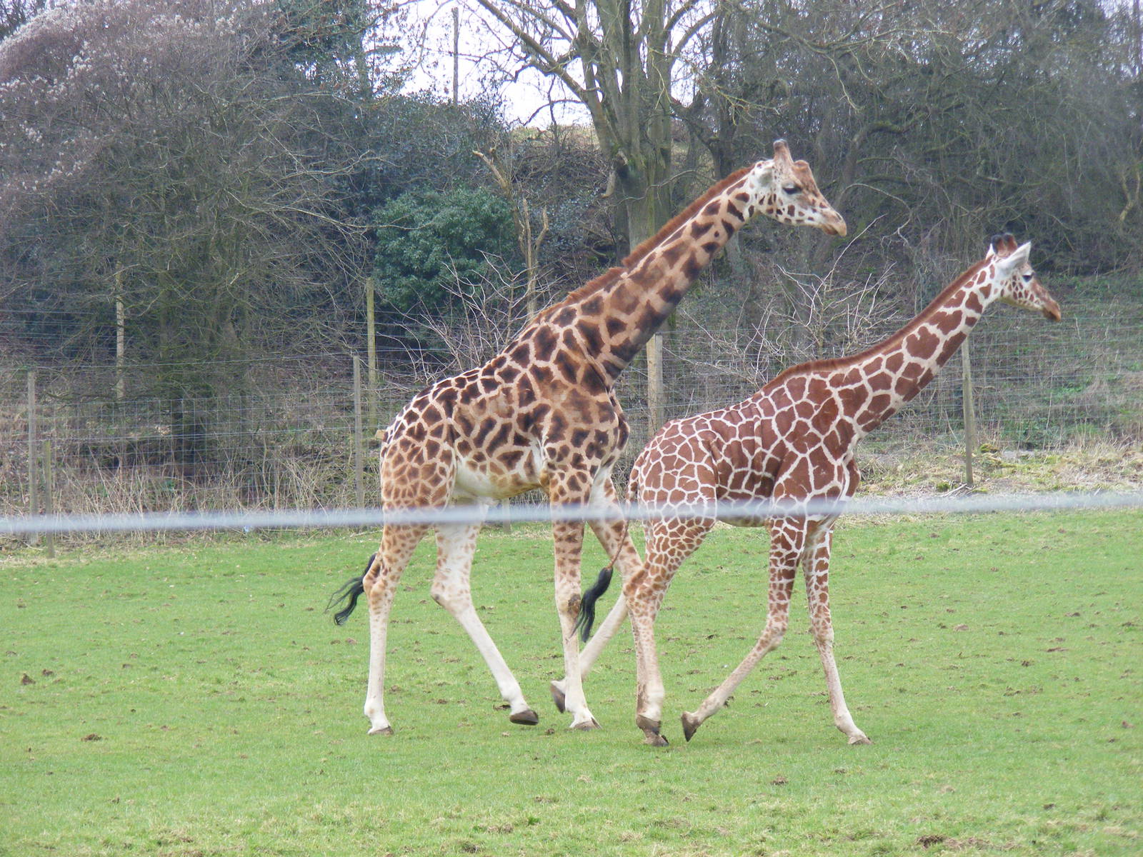 Gerald and Genevieve the giraffes at Noah's Ark Zoo Farm, 5 March 2011