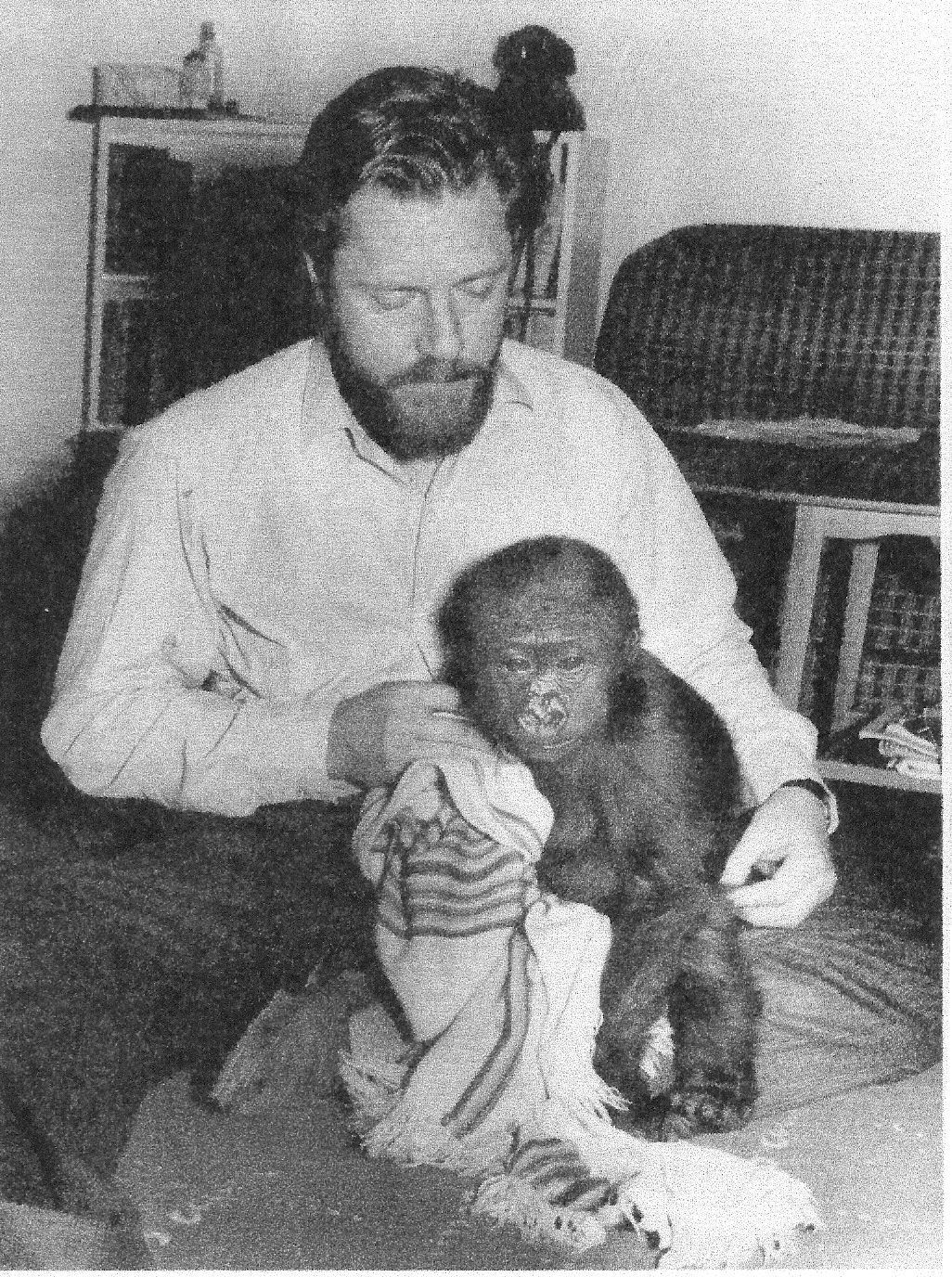 Gerald Durrell with young N'Pongo the gorilla at Jersey Zoo, 1959