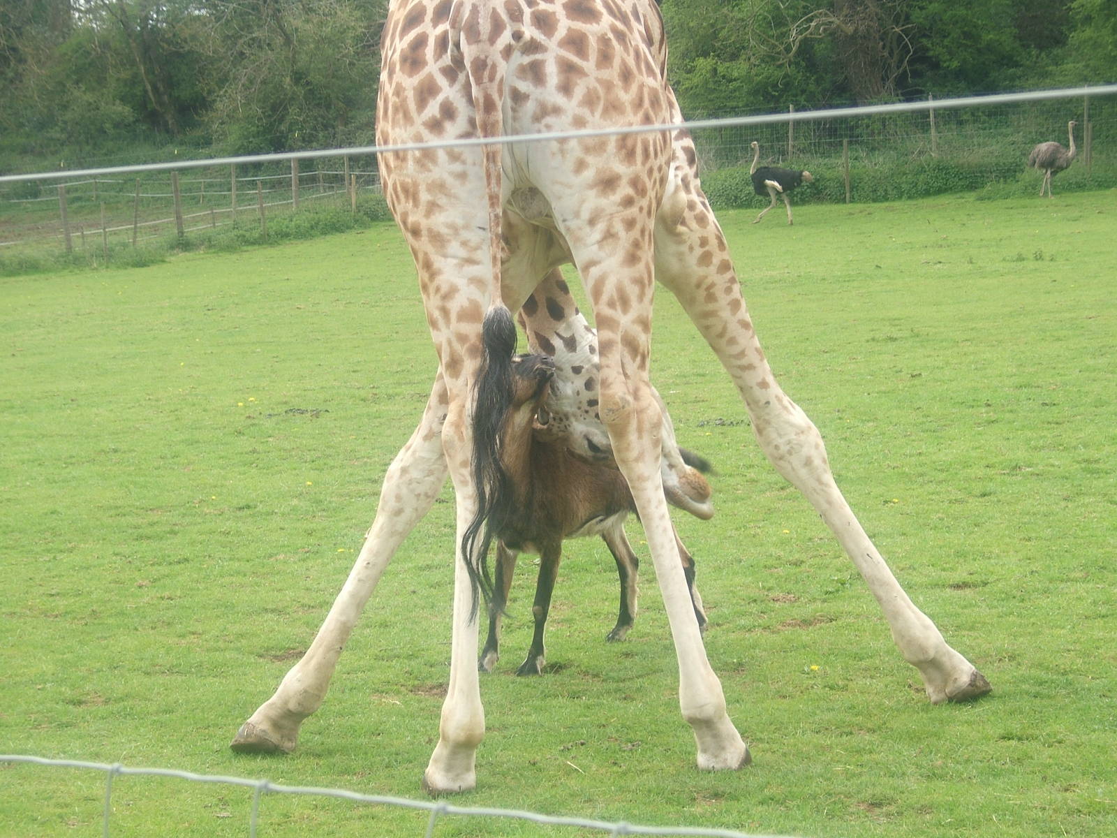 Gerald the giraffe and Arthur the Anglo nubian goat at Noah's Ark Zoo Farm,