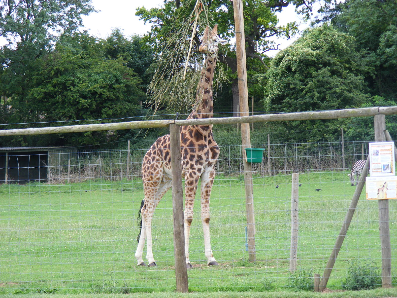 Gerald the giraffe at Noah's Ark Zoo Farm, 31 July 2010