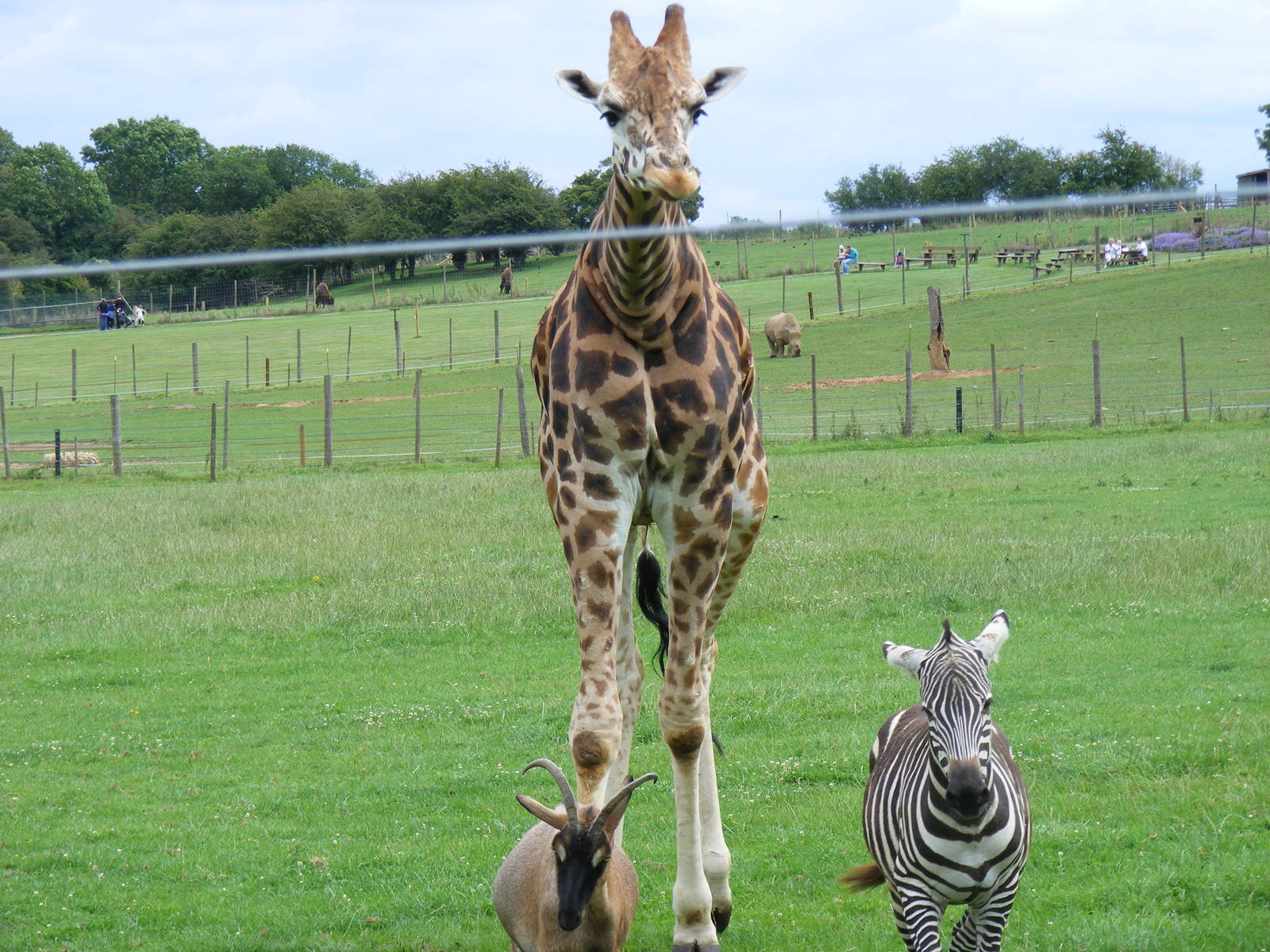 Gerald the giraffe at Noah's Ark Zoo Farm, 31 July 2010