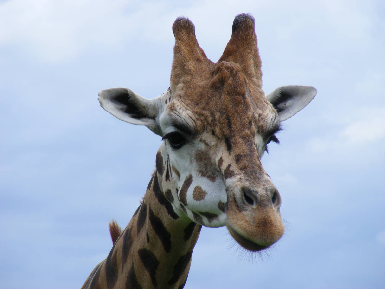 Gerald the giraffe at Noah's Ark Zoo Farm, 31 July 2010