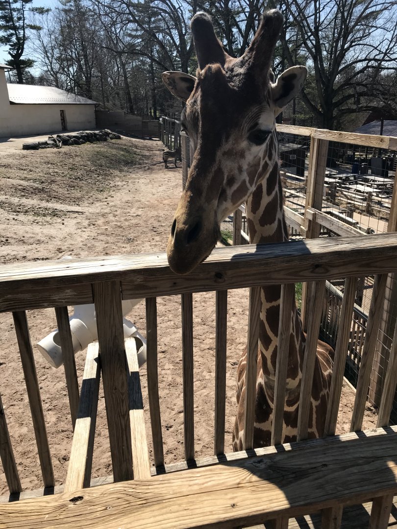 Gerald the giraffe from the feeding deck