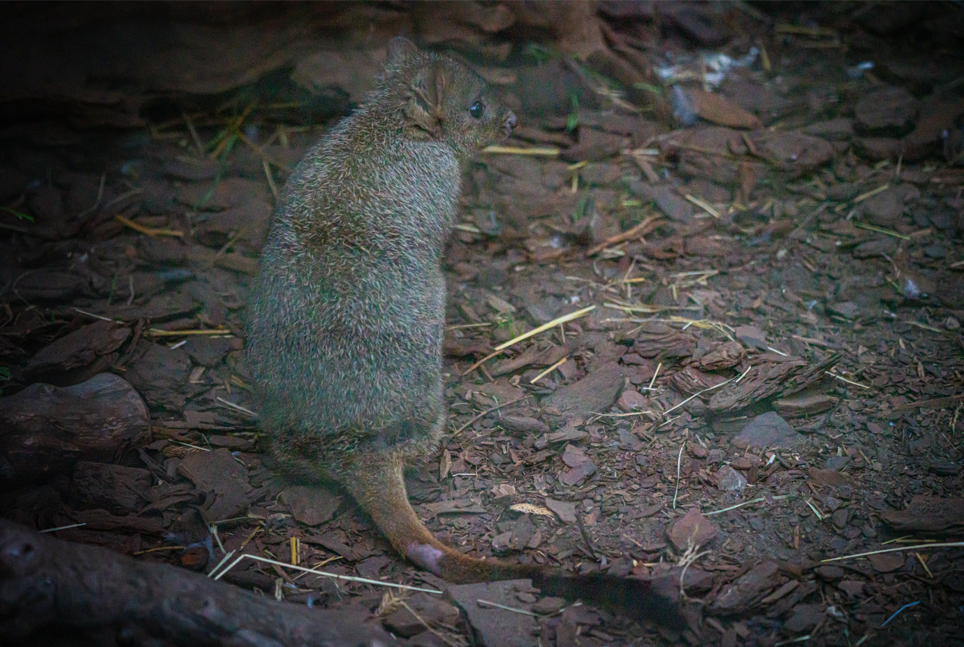 Gerald the male Brush-tailed Bettong