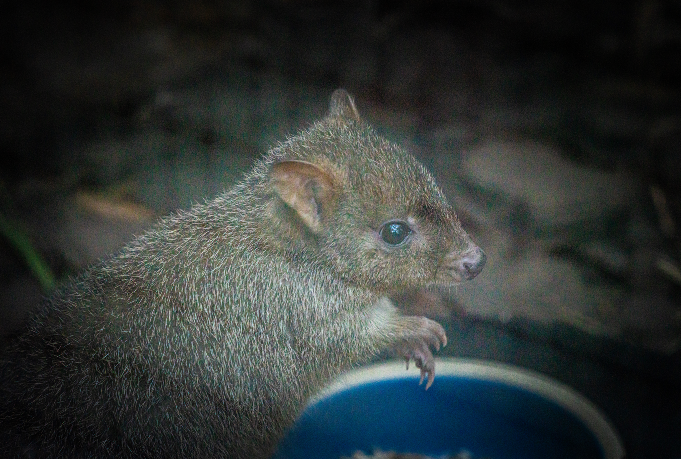 Gerald the male Brush-tailed Bettong