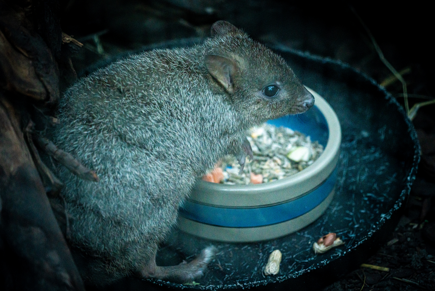 Gerald the male Brush-tailed Bettong