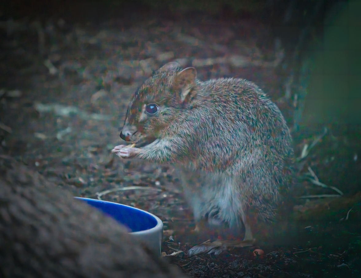 Gerald the male Brush-tailed Bettong