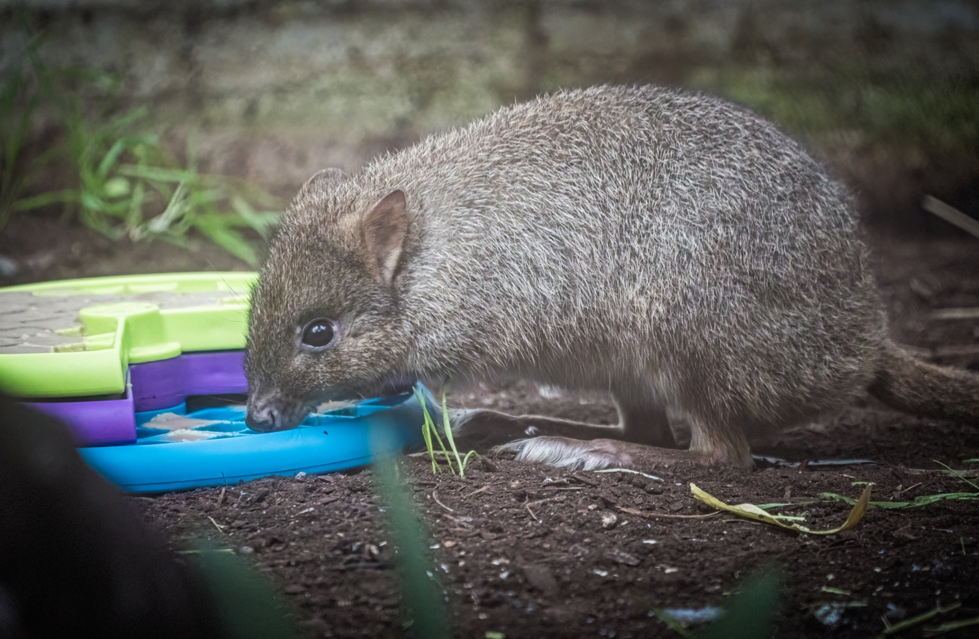 Gerald the male Brush-tailed Bettong