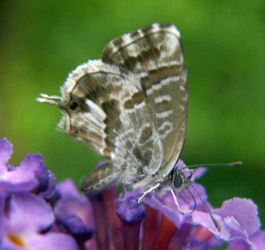 Geranium Bronze (Cacyreus marshalli)