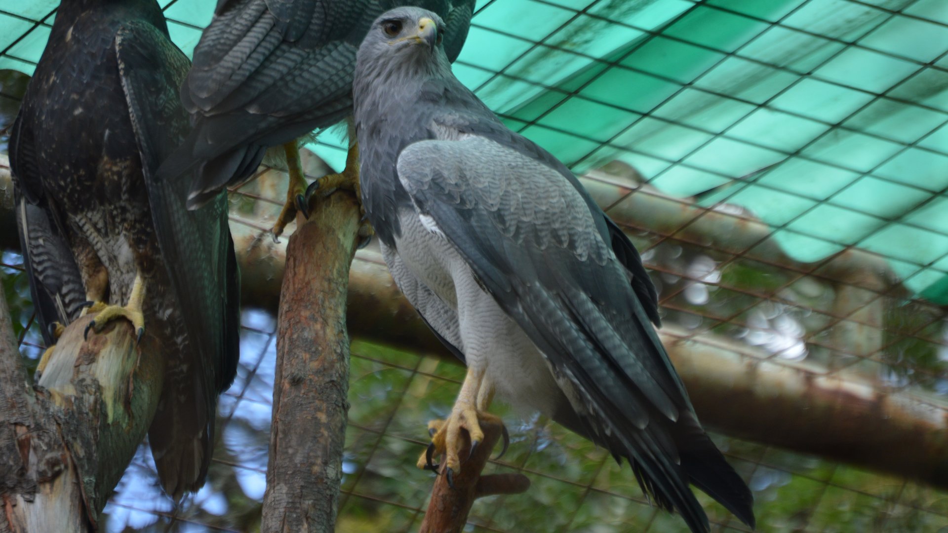 Geranoaetus melanoleucus australis