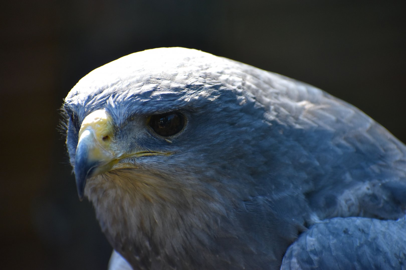 Geranoaetus melanoleucus - Black-chested Buzzard-Eagle