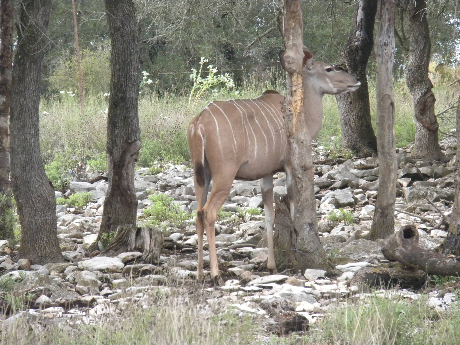 Gerater Kudu