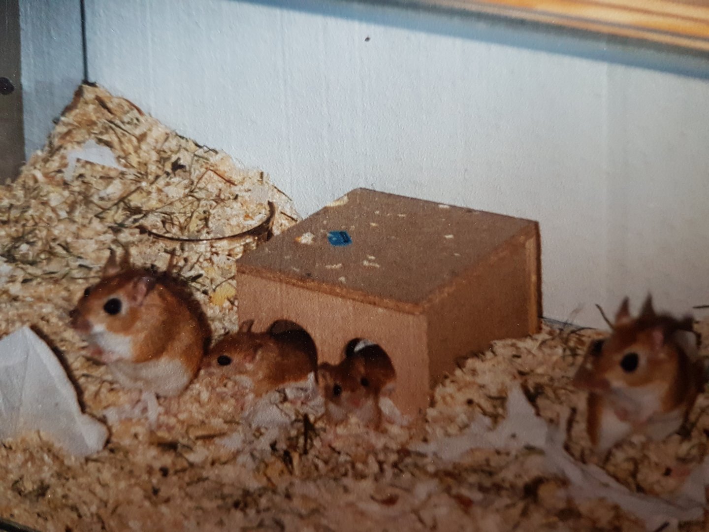 Gerbil Species