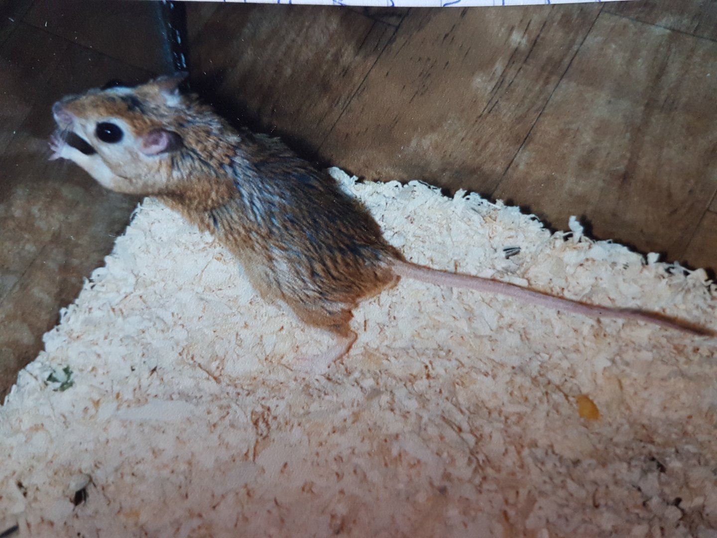 Gerbil Species