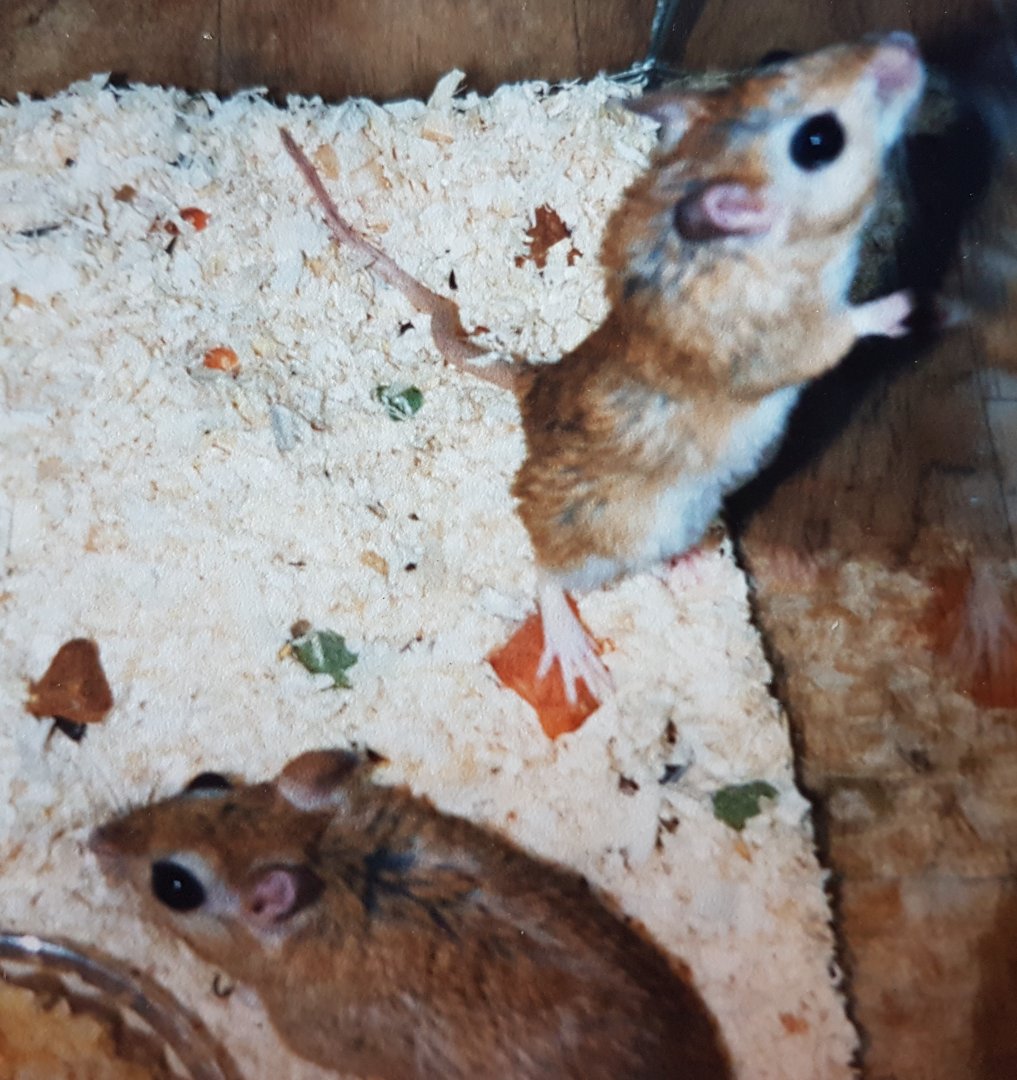 Gerbil Species