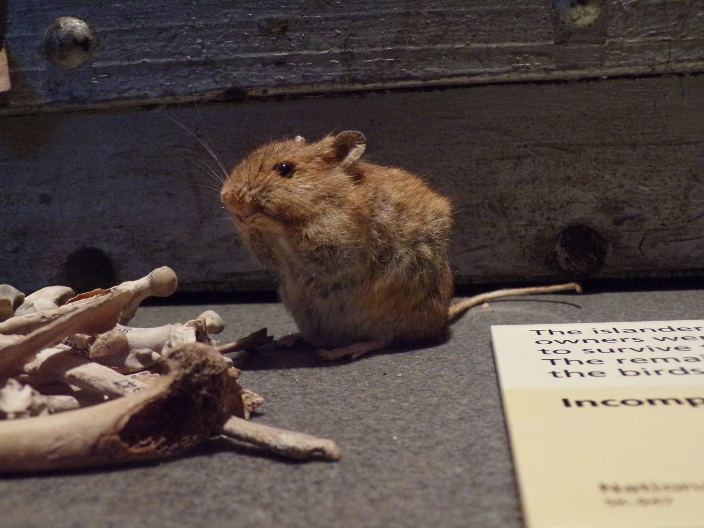 Gerbil (taken in Kelvingrove museum) 12.2.24