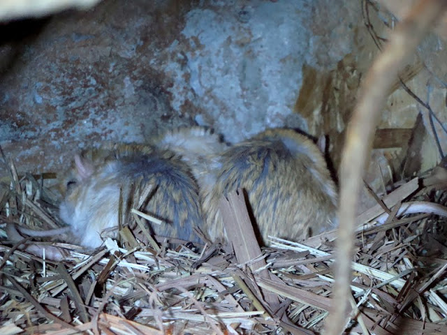 Gerbillus campestris