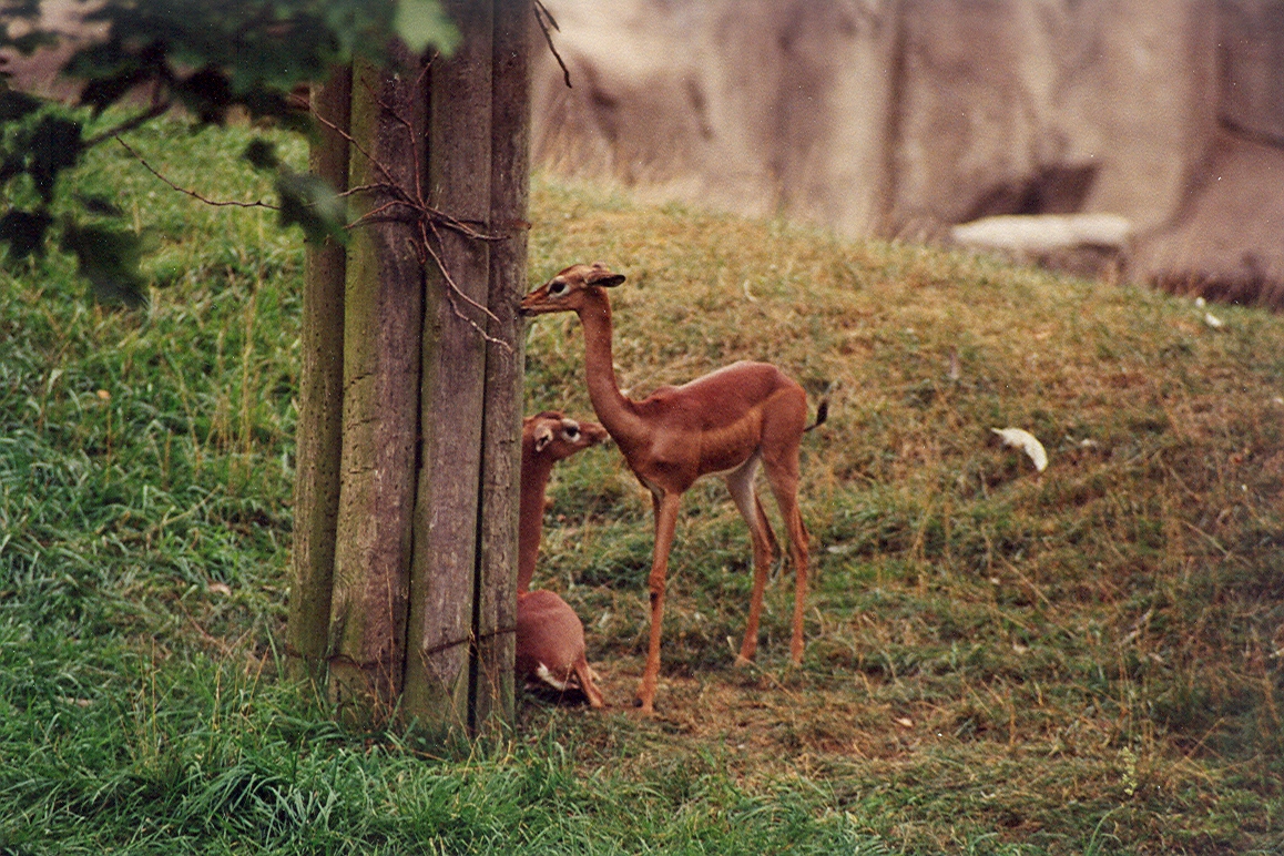 Gerenuk - 1999