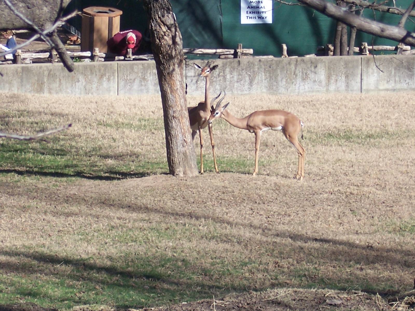 Gerenuk 2007