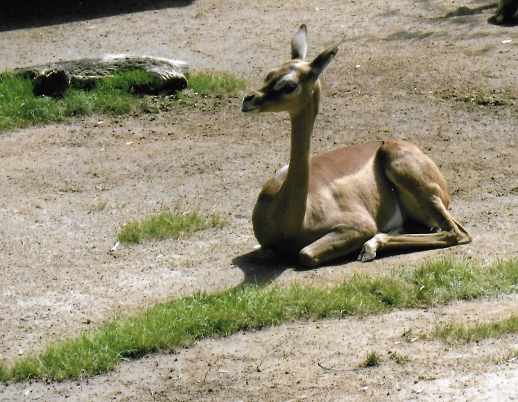 Gerenuk 2016