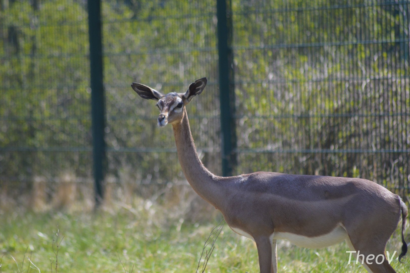 Gerenuk [2018]
