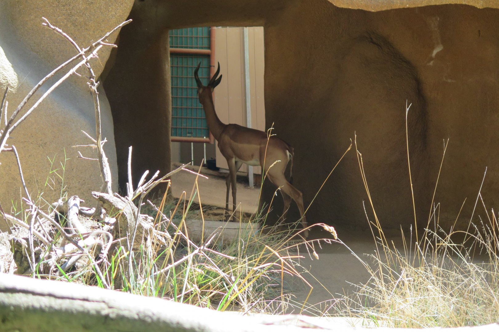 Gerenuk (8/23/2024)