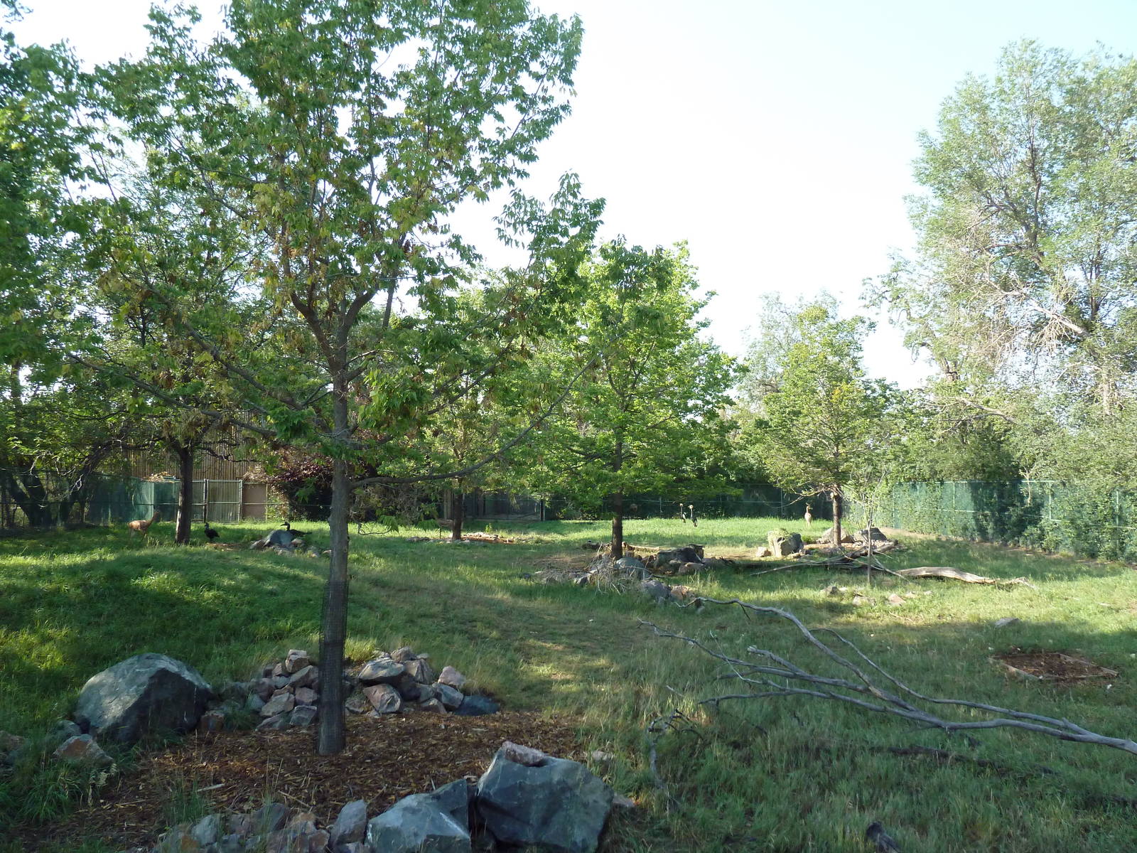 Gerenuk/African Crowned Crane/Abyssinian Ground Hornbill Exhibit
