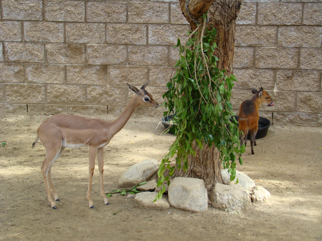 Gerenuk and Red-flanked Duiker