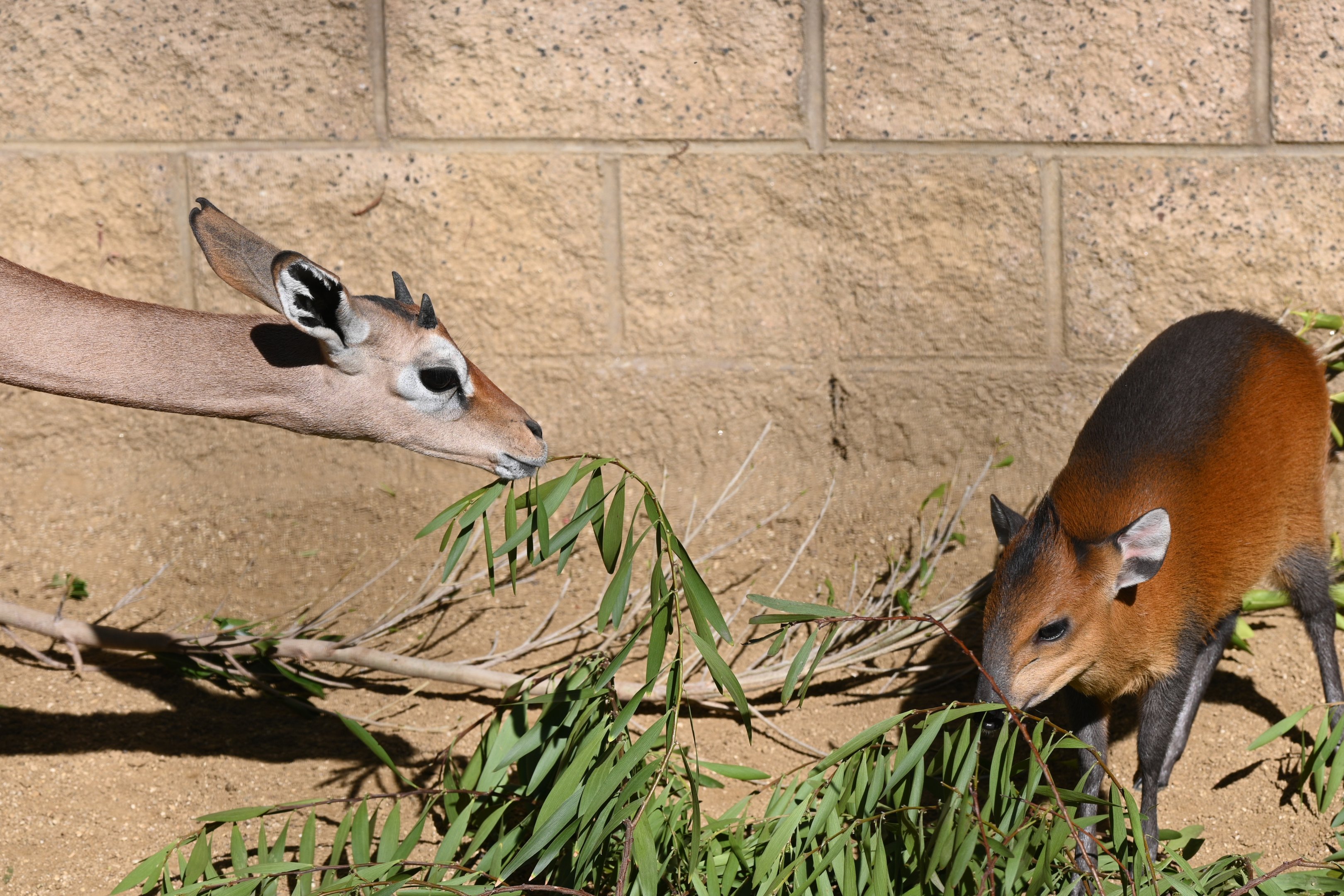 Gerenuk and Red Flanked Duiker