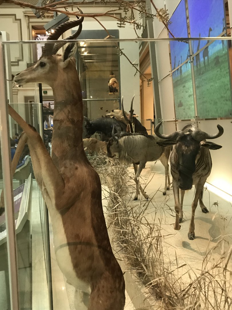 Gerenuk and Wildebeest