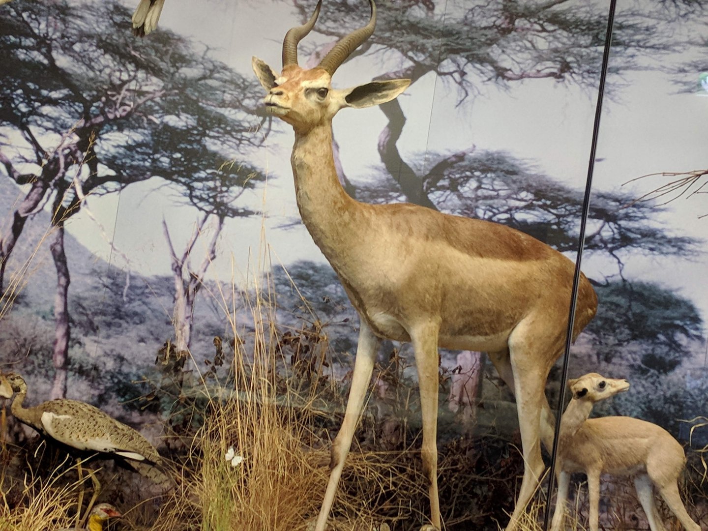 Gerenuk antelope Stuttgart Natural History Museum 2019
