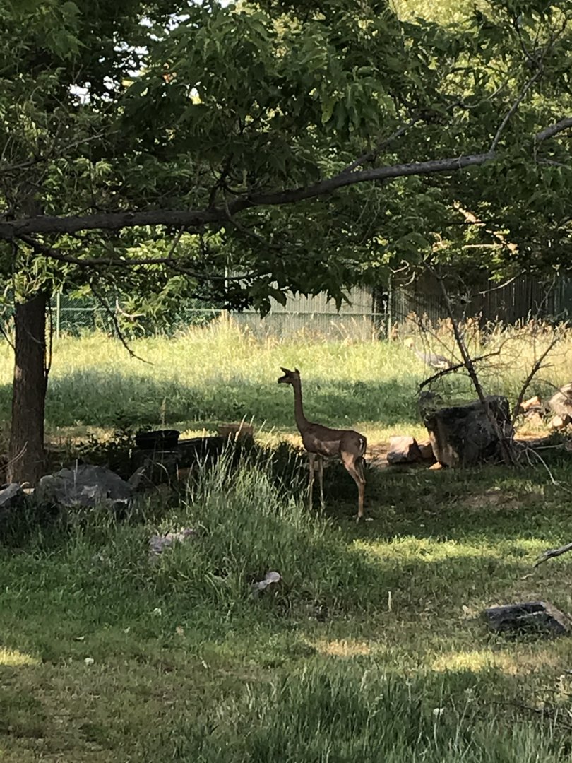 Gerenuk at Denver Zoo