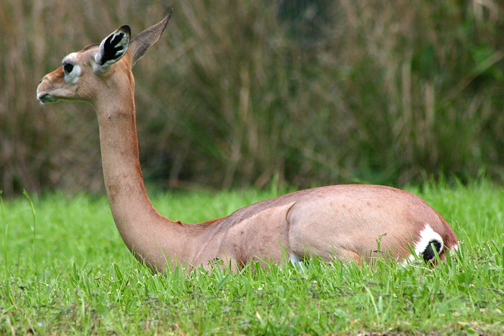 Gerenuk at Disneys Animal Kingdom 22/03/05