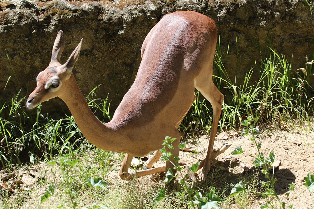 Gerenuk at LA Zoo 16th April 2016