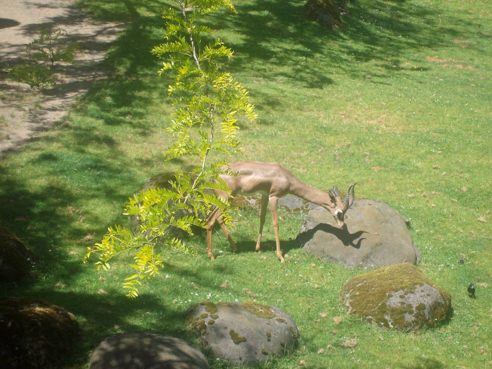 Gerenuk at Oregon Zoo