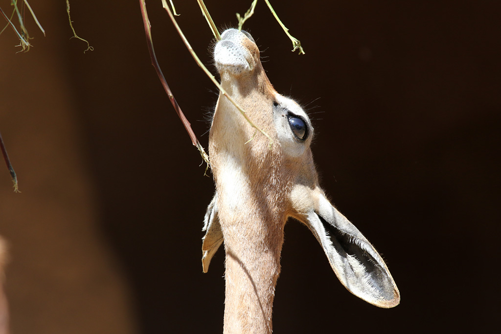 Gerenuk at San Diego Zoo 23rd April 2016