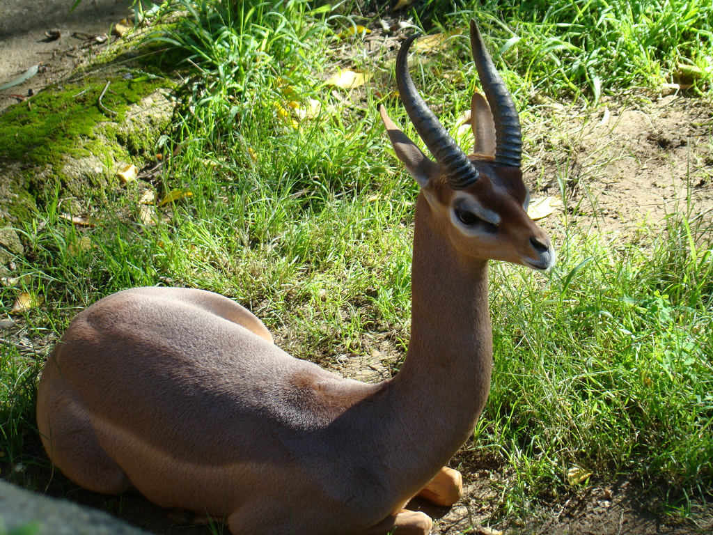 Gerenuk at the Los Angeles Zoo