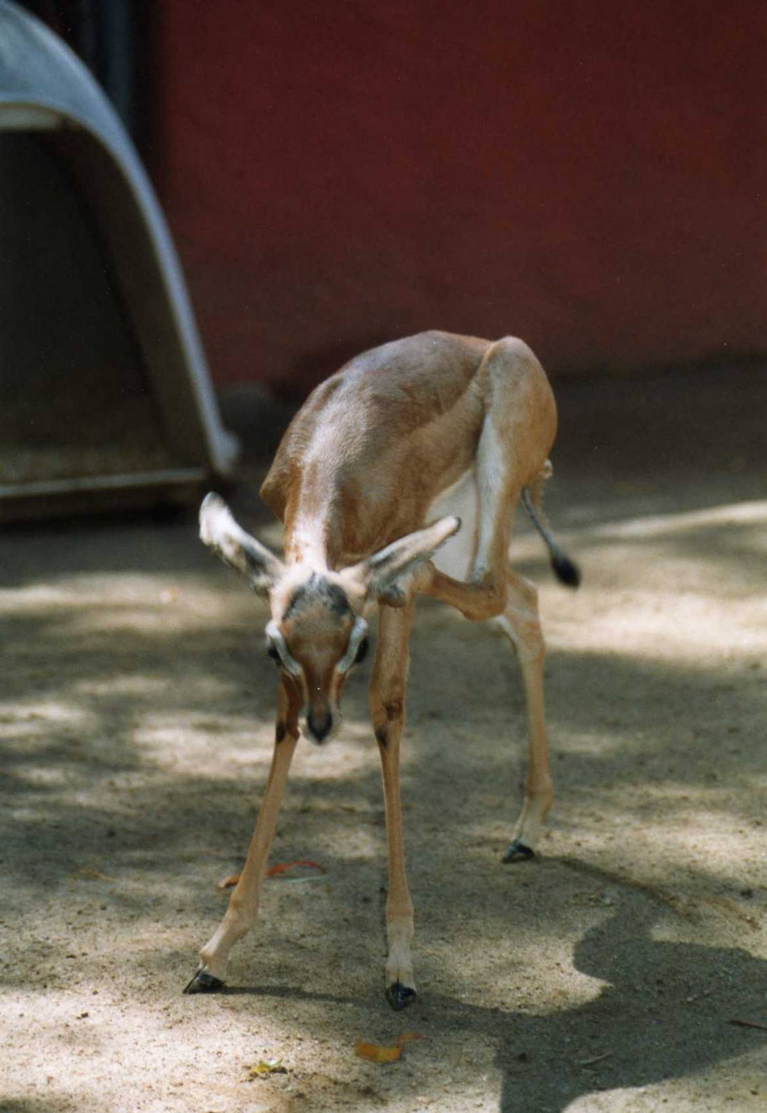Gerenuk Baby
