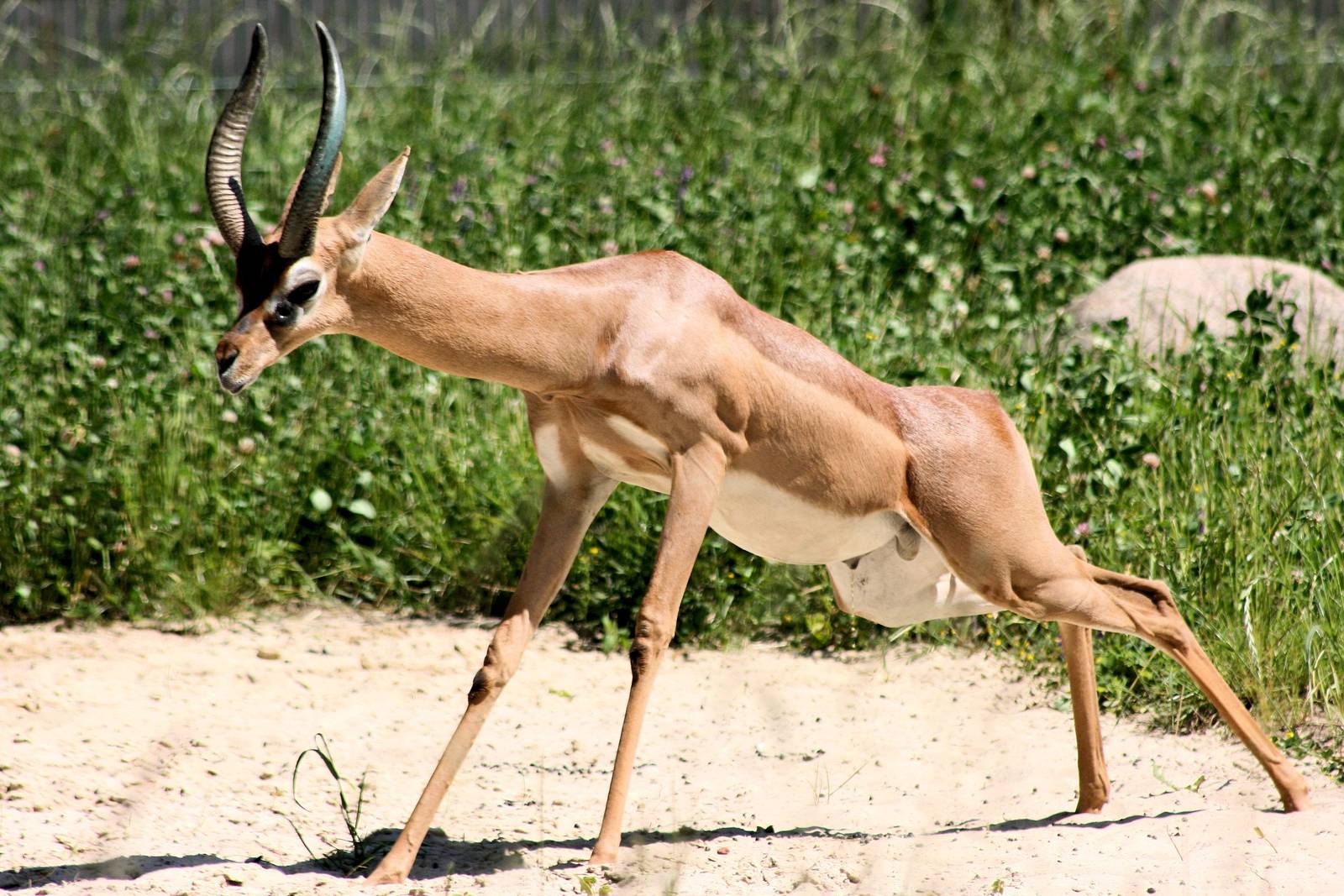 Gerenuk; Berlin Tierpark; 7th June 2014