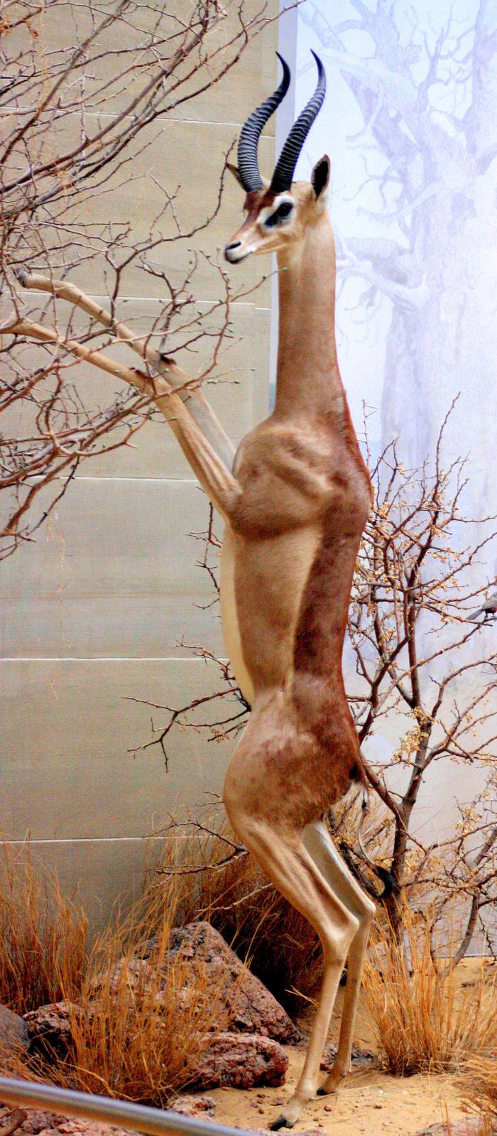 Gerenuk; Bonn Zoology Museum (African Diorama); 10th September 2014