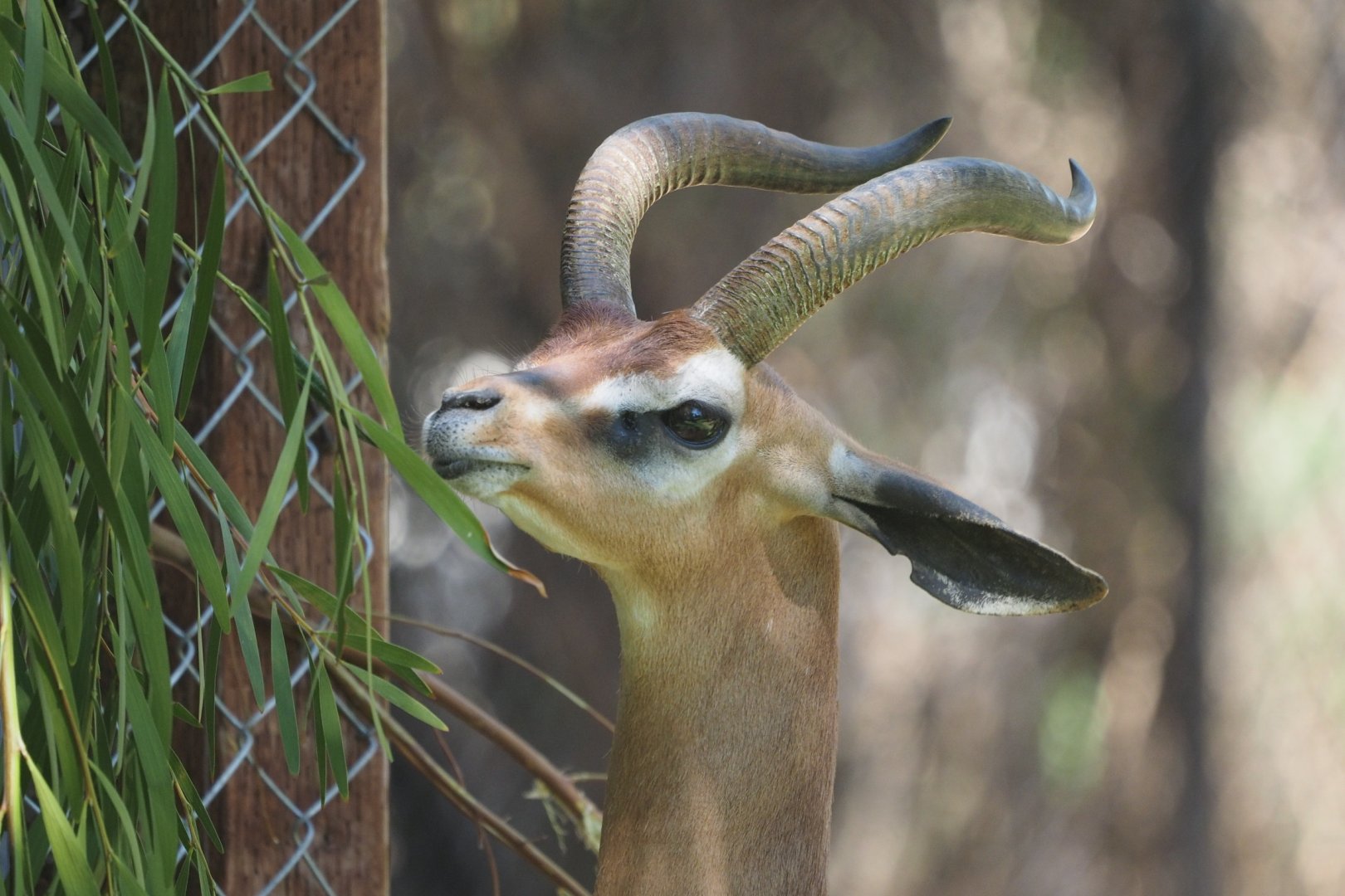 Gerenuk browsing