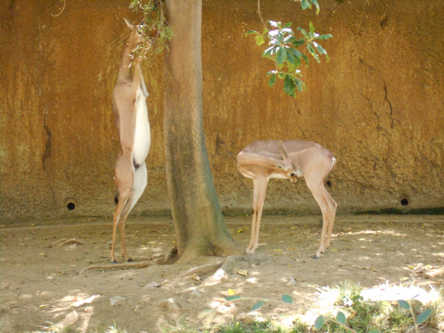 Gerenuk brunching