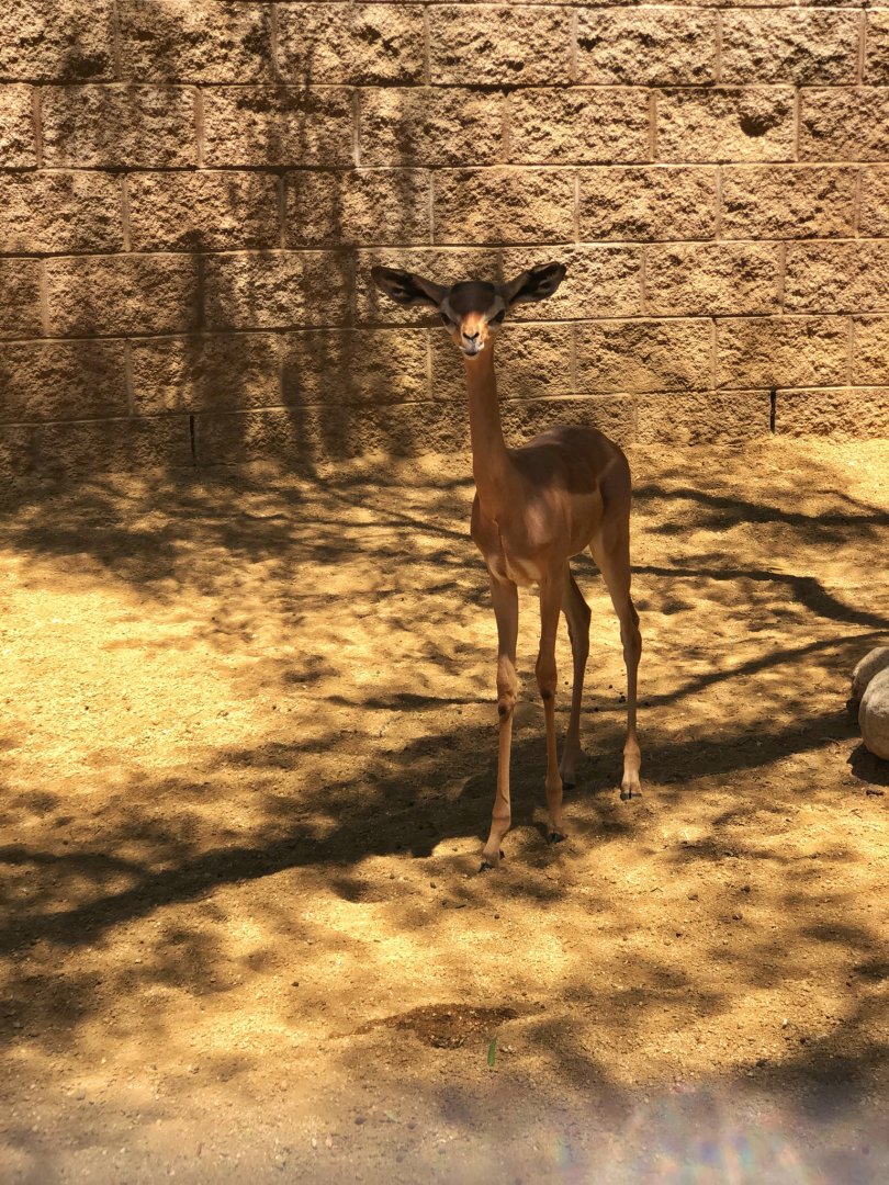 Gerenuk calf