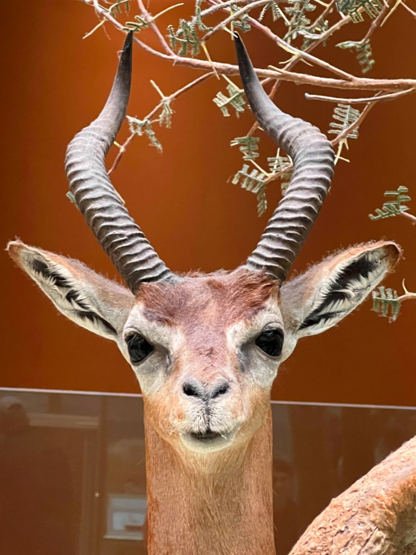 Gerenuk Closeup
