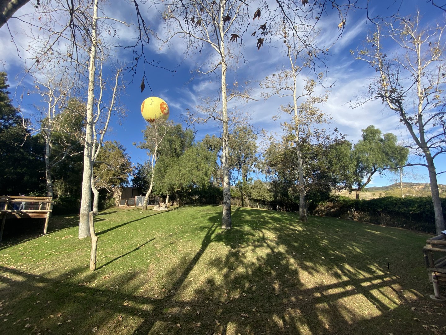 Gerenuk, Demoiselle Crane, Abyssinian Ground Hornbill, and Red-flanked Duiker Habitat - African Woods