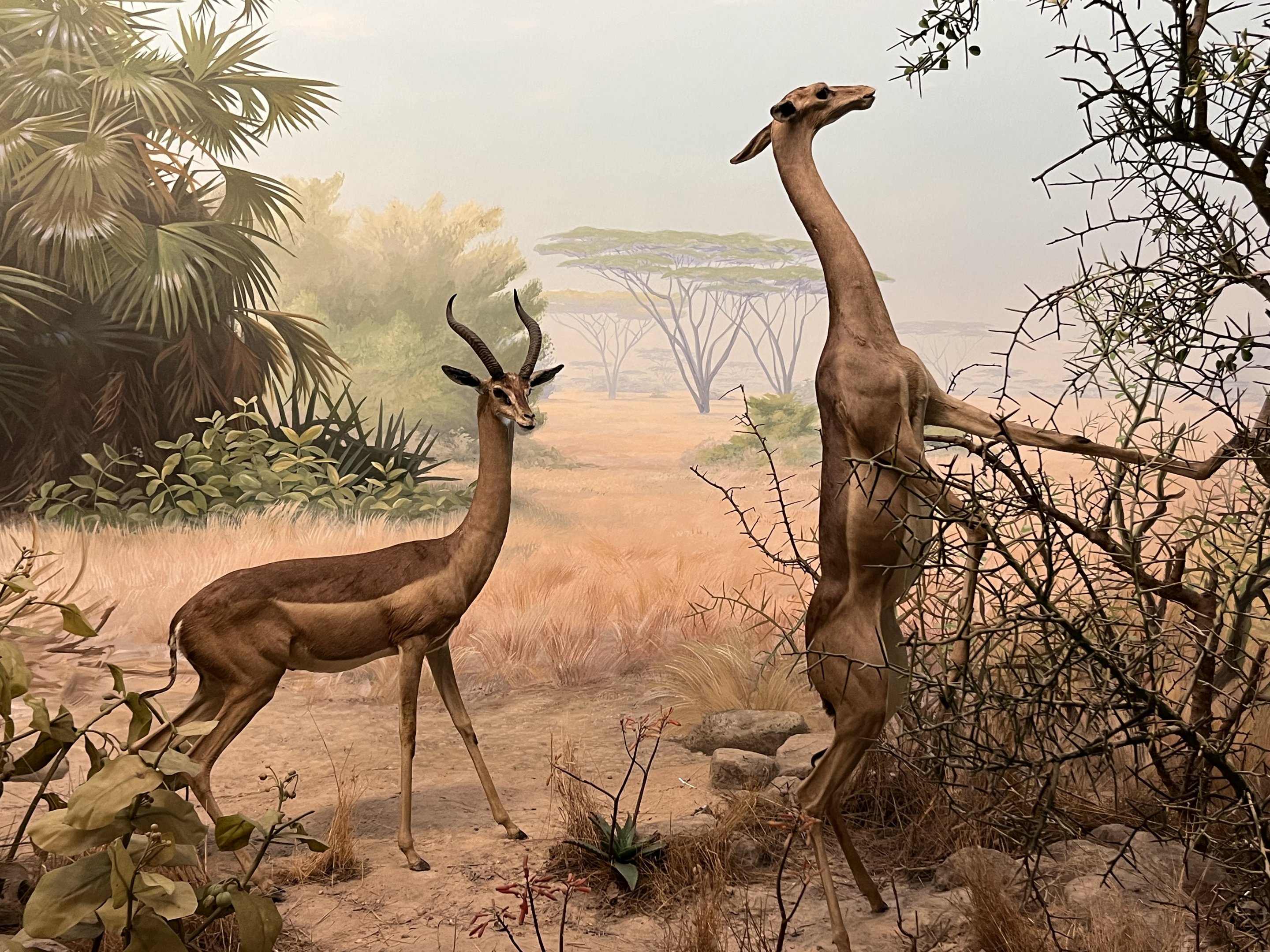 Gerenuk Diorama