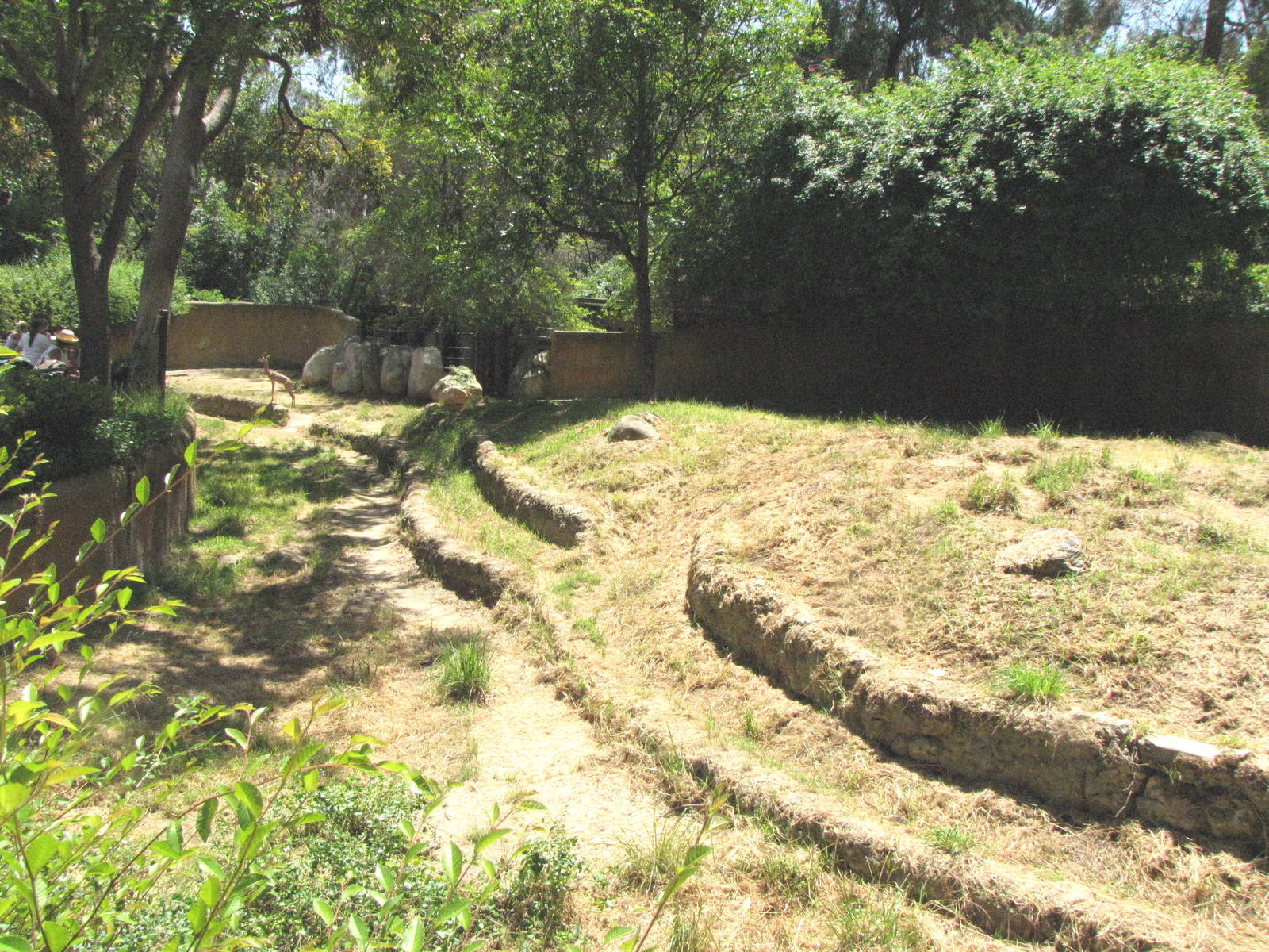 Gerenuk Enclosure
