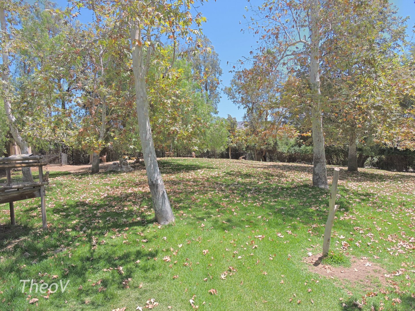 Gerenuk exhibit [2015]